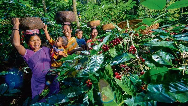 Araku Valley Coffee Hills